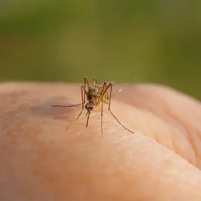 mosquito on grass